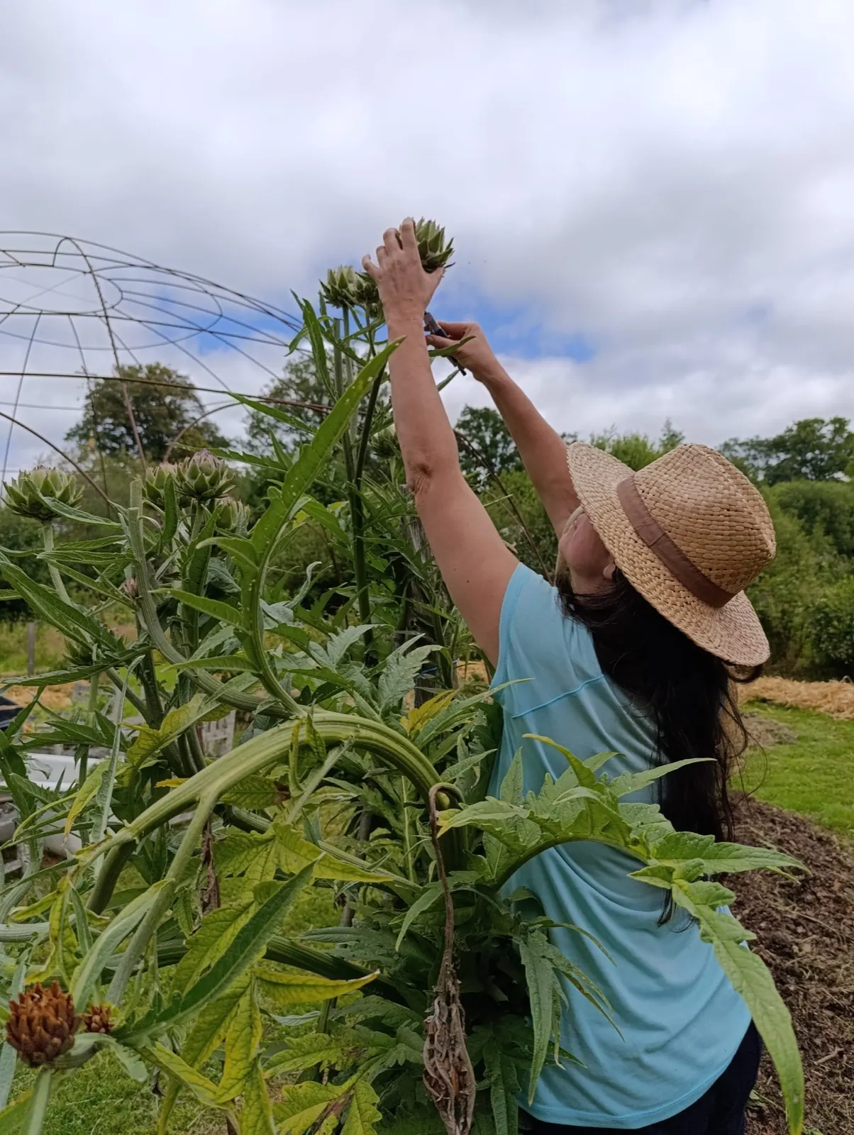 Ysabel en chapeau de paille, cueillant un artichaut dans son potager en permaculture