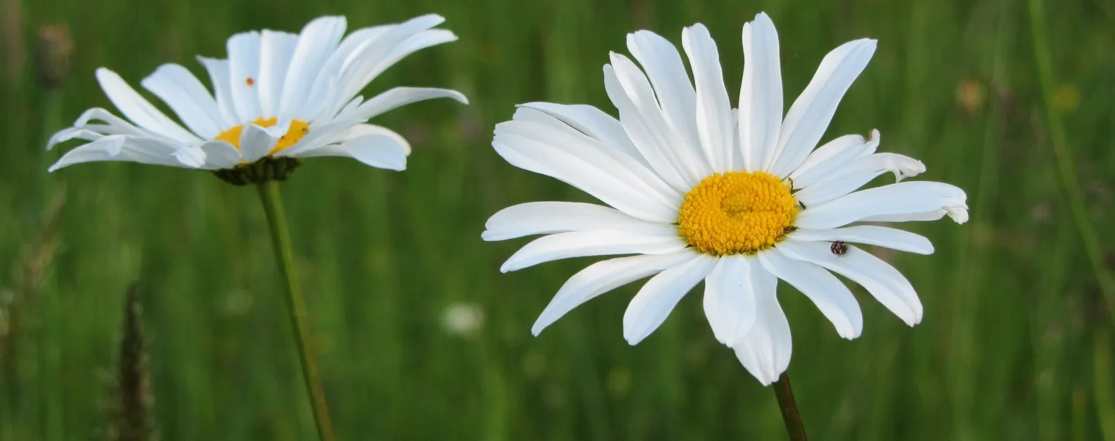 Deux marguerites en gros plan dans l'herbe du jardin