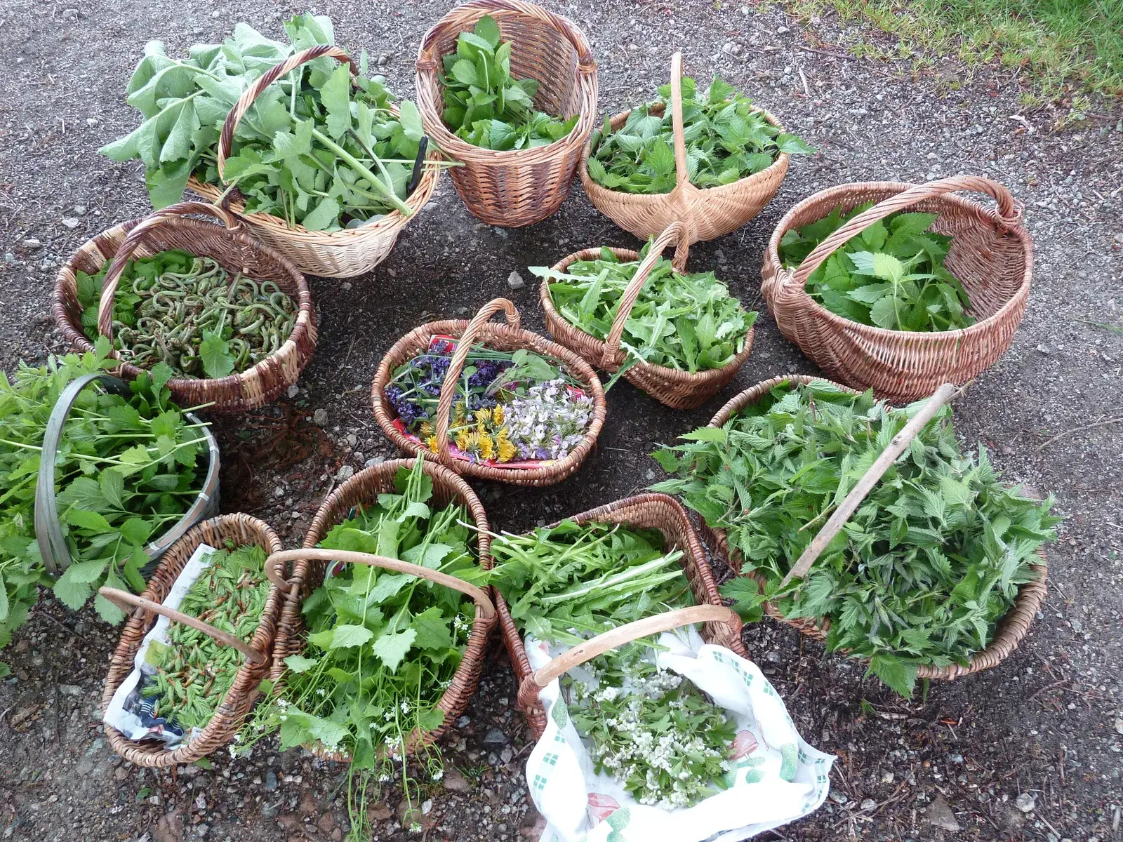 Paniers en osier remplis de plantes sauvages fraîchement cueillies